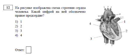 Назовите структуры сердца человека которые обозначены на рисунке цифрами 1 и 2